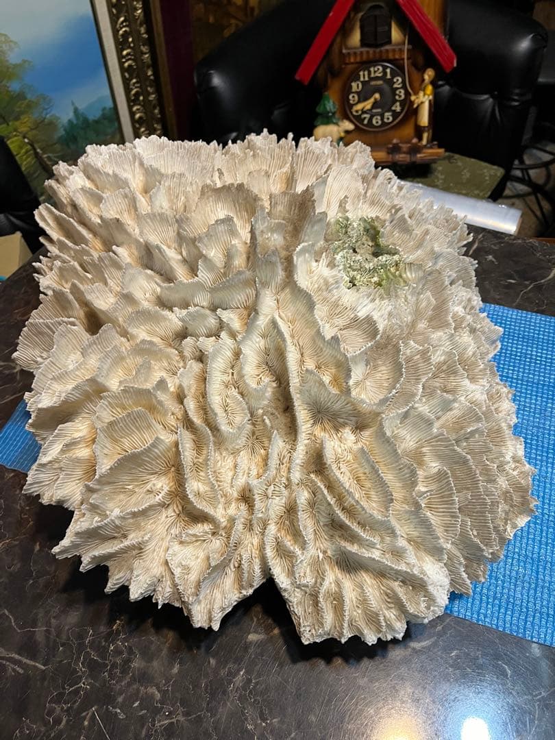 超特大珊瑚礁、直径66センチ、ナガレハナサンゴ、飾りサンゴ、海水魚、白化珊瑚