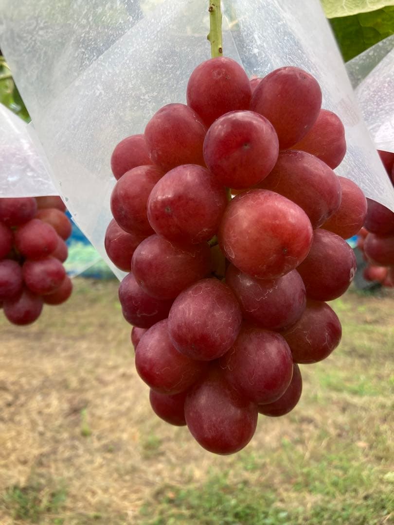 かつ　クイーンルージュ　2kg