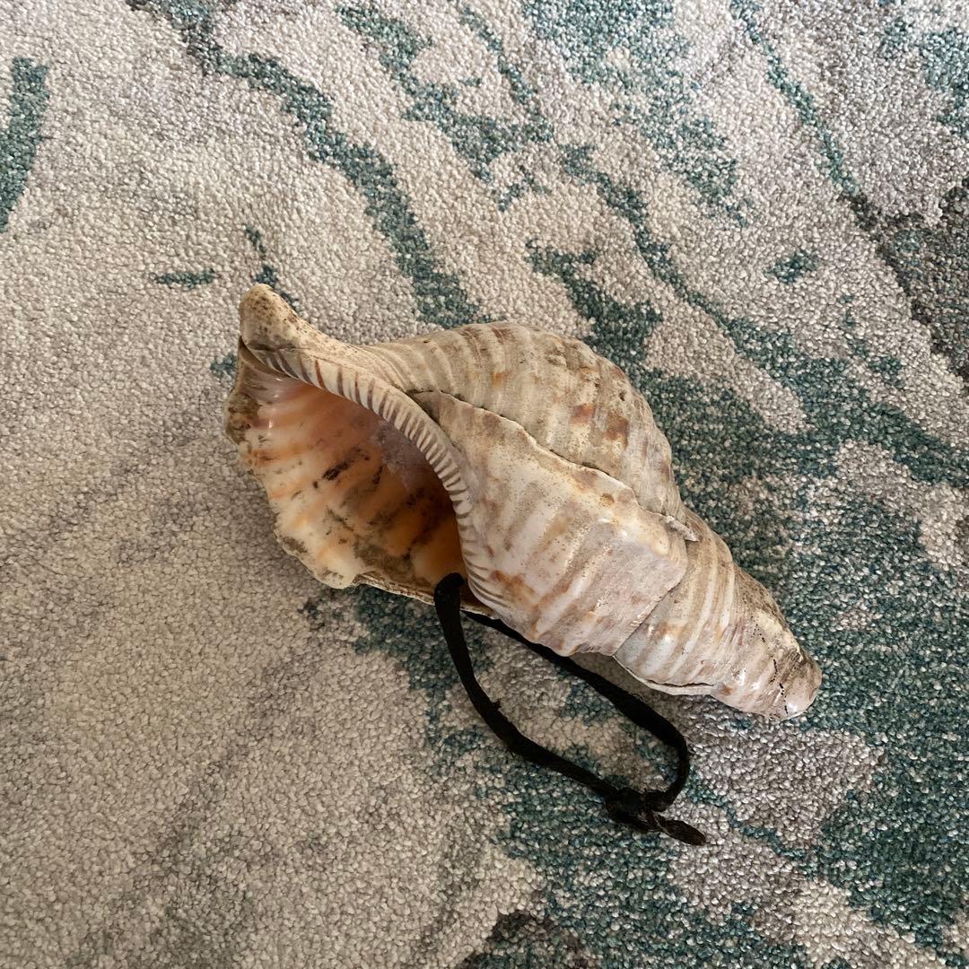 ほら貝　【音なります】