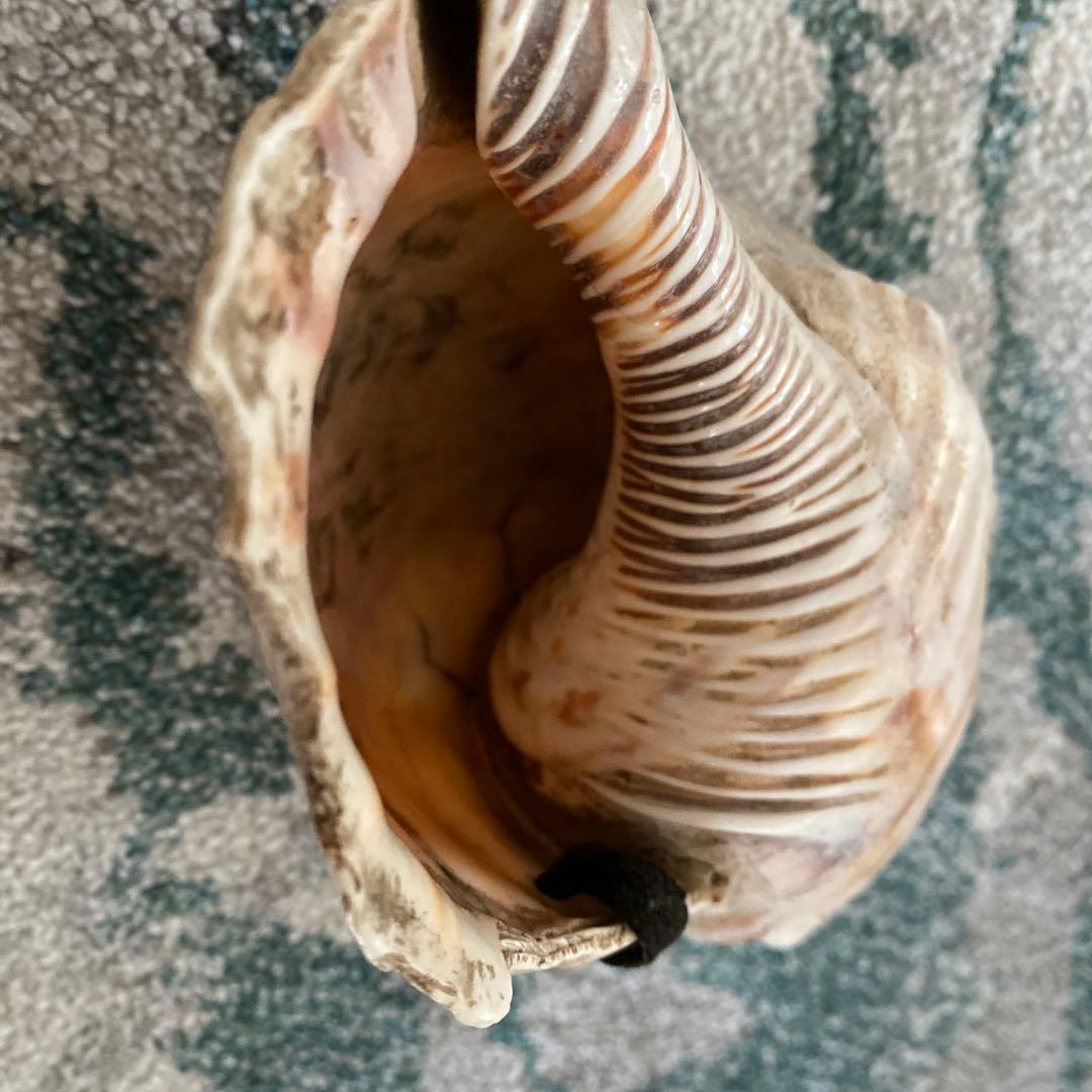 ほら貝　【音なります】