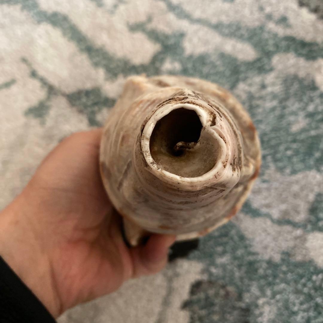 ほら貝　【音なります】