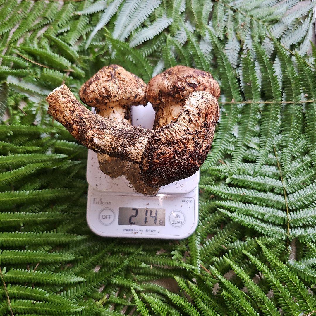 広島県産 松茸 214g