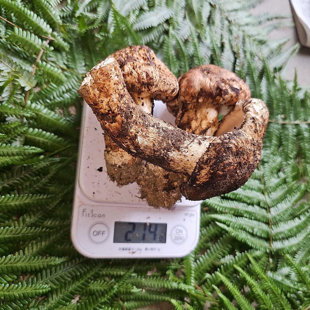 広島県産 松茸 214g