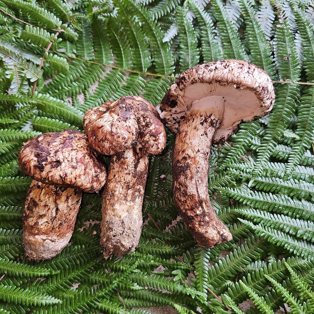 広島県産 松茸 214g