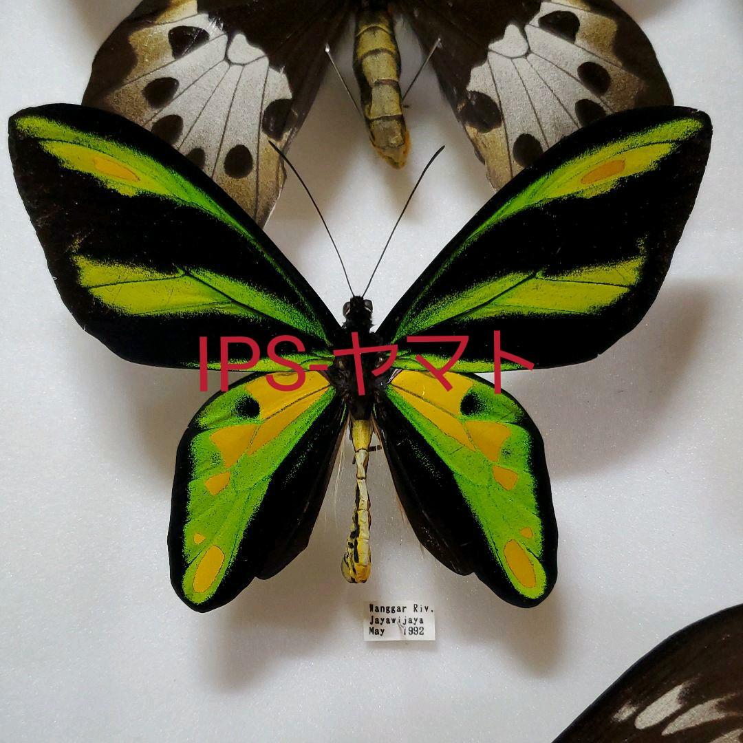 特コレクションシリーズ激レアOrnithoptera tithonus ssp.