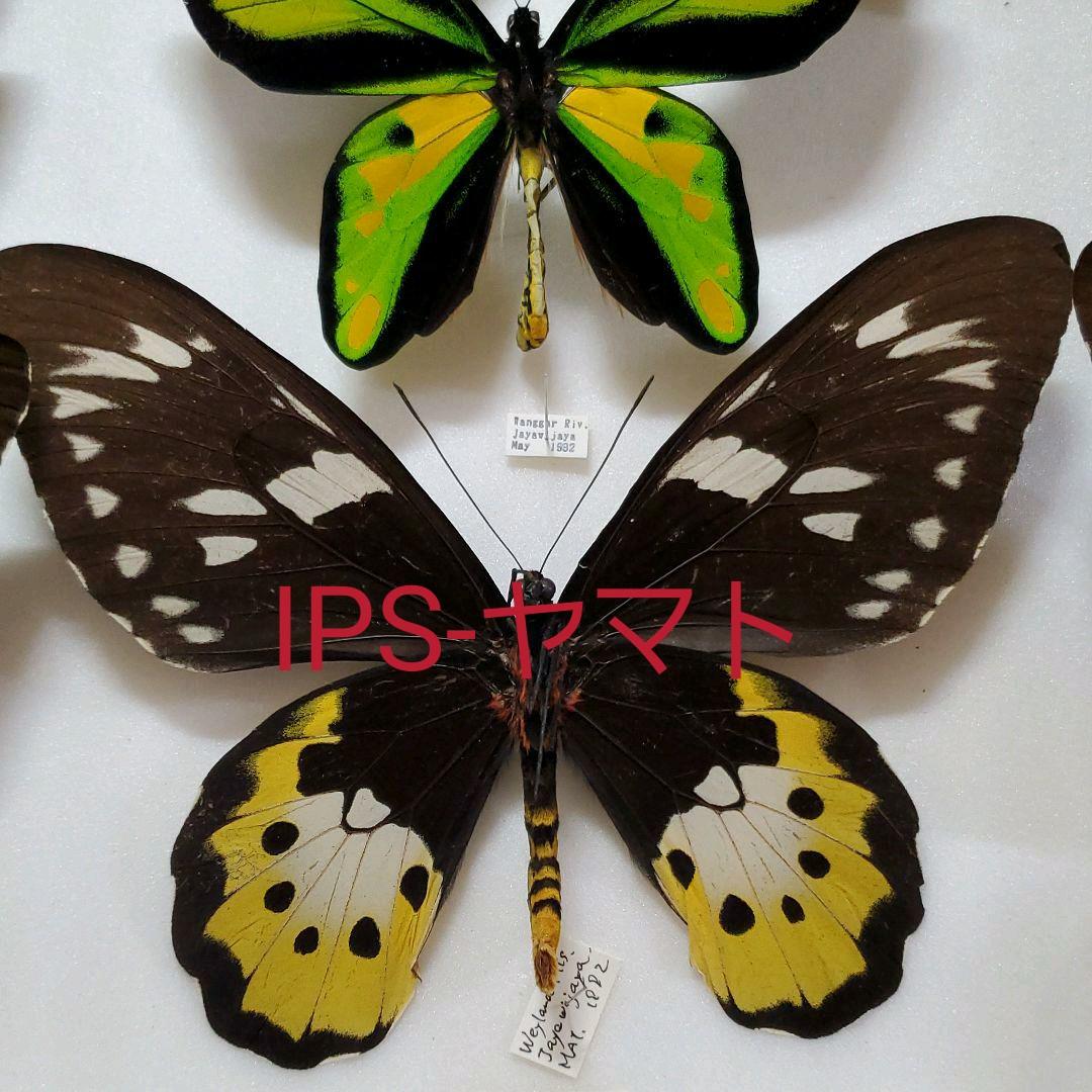 特コレクションシリーズ激レアOrnithoptera tithonus ssp.