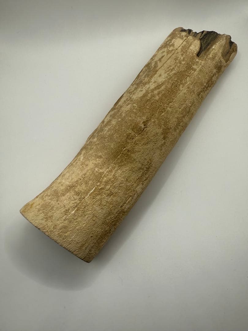 珪化木 超美品 20cm×5cm 625g