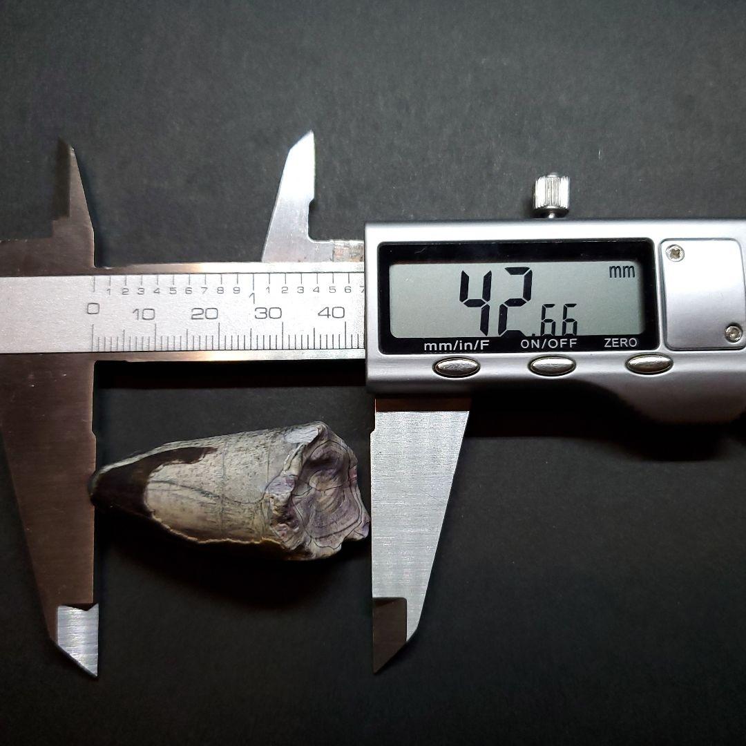 希少 スコミムス 化石 本物 ニジェール産 42.66mm sc3