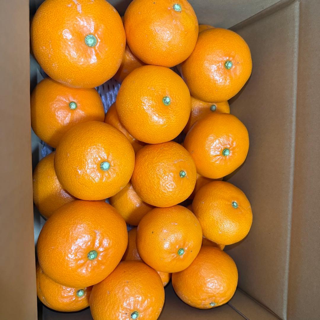 せとか(5kg)x2・特選L-3L玉