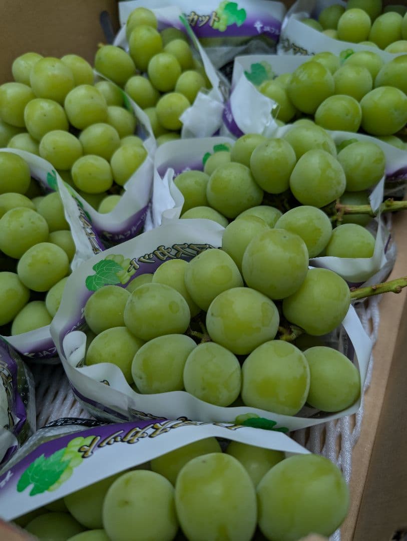 山梨県産ぶどう　シャインマスカット　10房入り箱込み約5.6kg