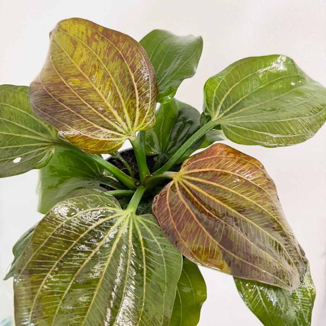 【お値下げしました】大株！ADA エキノドルス・オパクス　タイプB