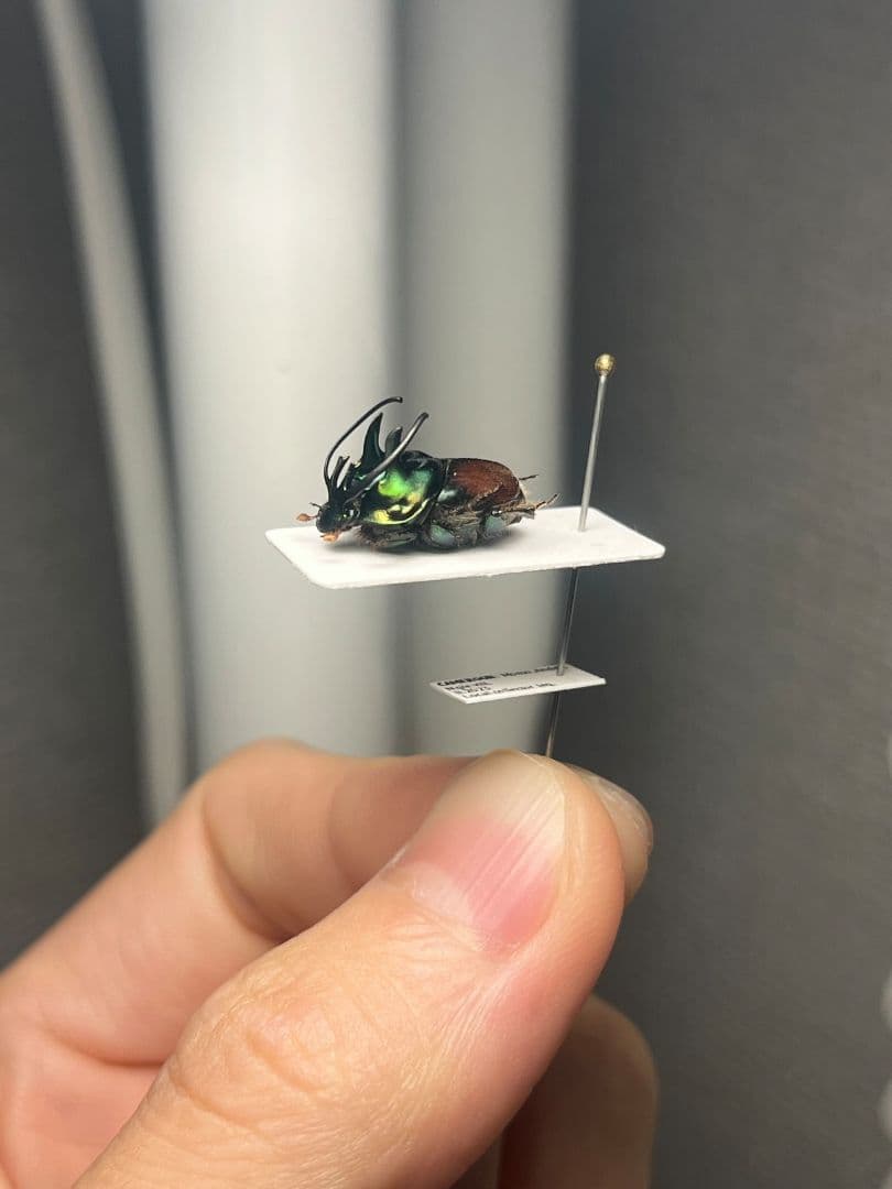 【14mm♂】緑シカツノエンマコガネ フンチュウ糞虫昆虫標本