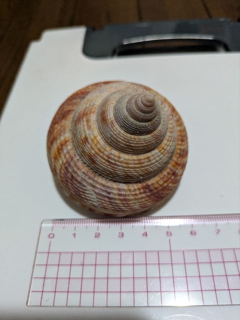 エビスガイ　オキナエビスガイ　オキナエビス貝