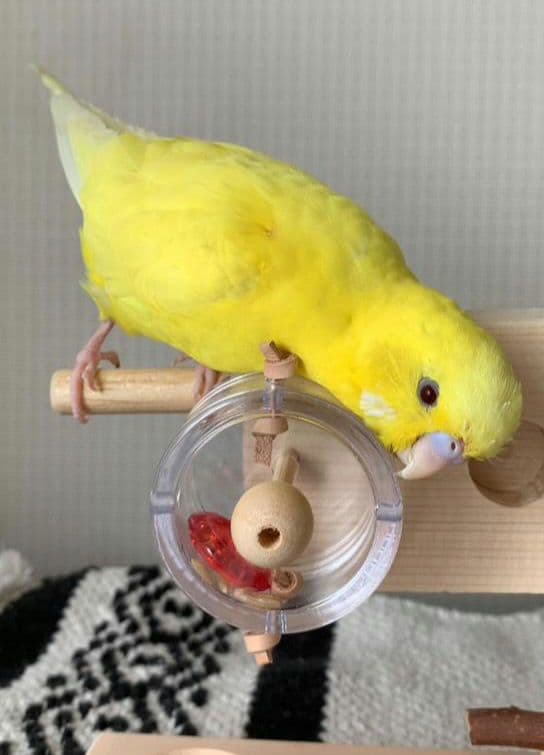 a11　くるくるフォージントイセット　バードトイ　難易度高め⭐⭐　止まり木