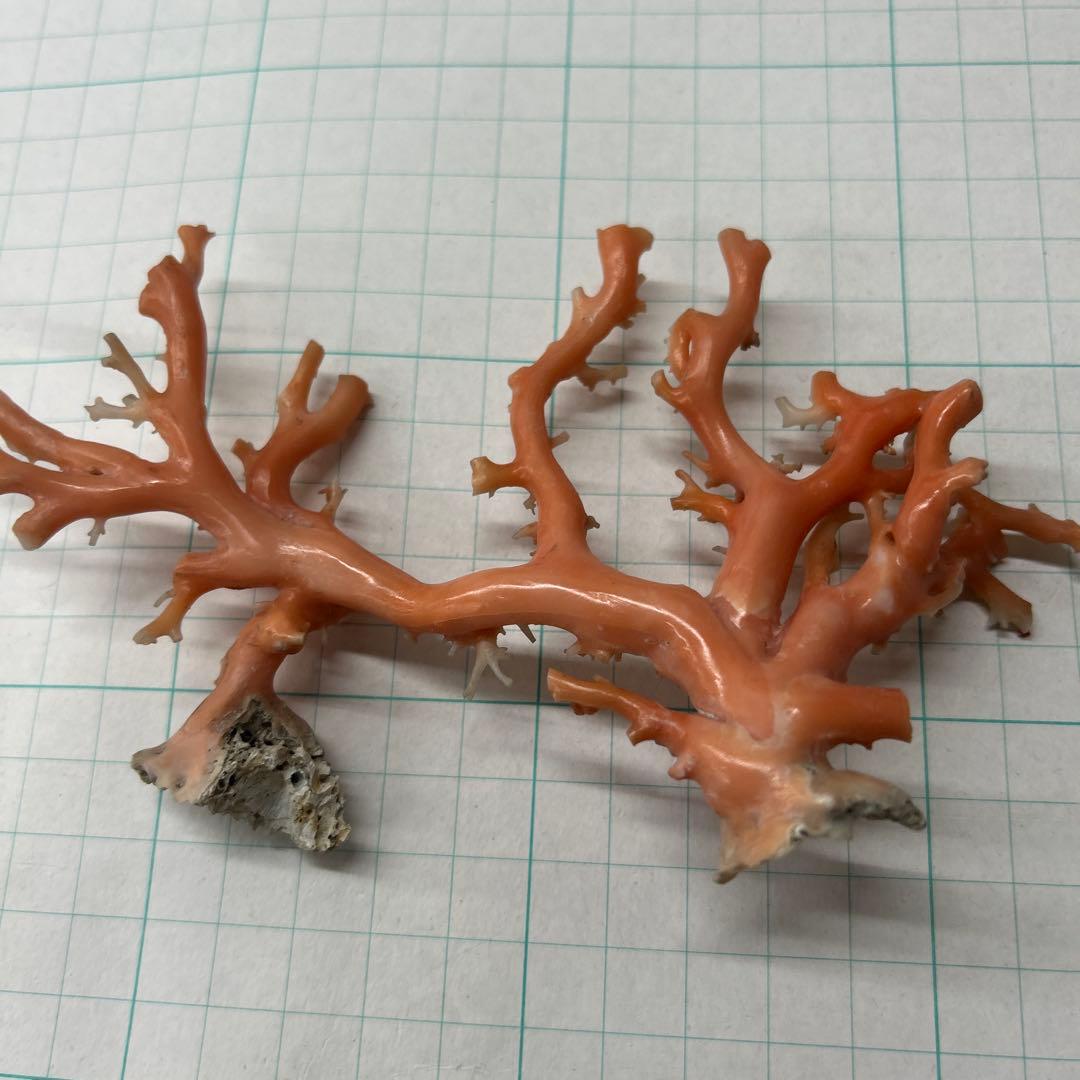 ピンク珊瑚の原木　タツキ