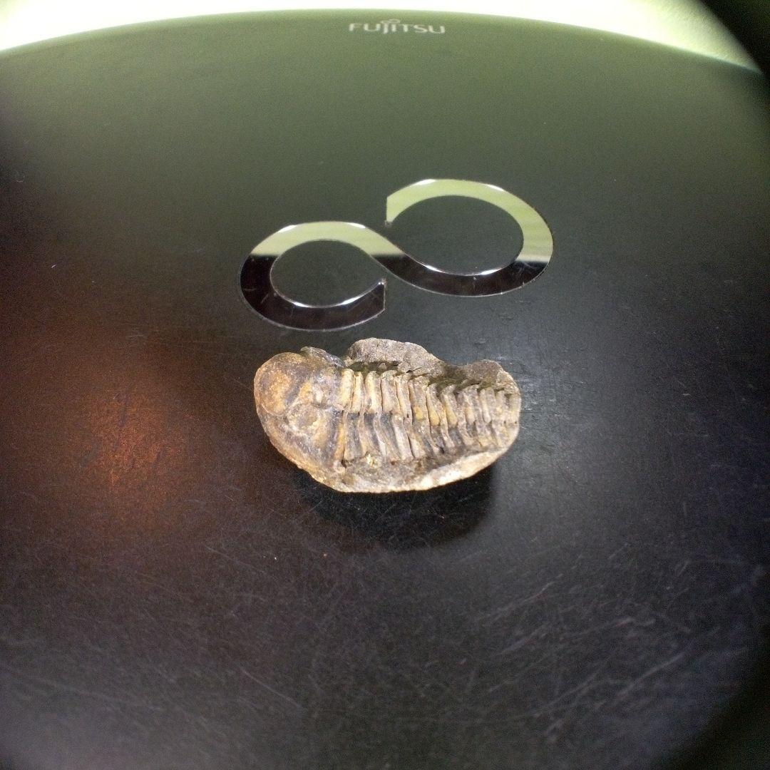 三葉虫　化石　fossil　ボリビア産　trilobite　海生動物個体⑥