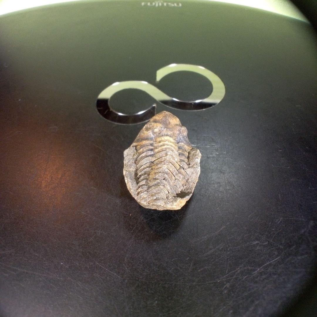 三葉虫　化石　fossil　ボリビア産　trilobite　海生動物個体⑥