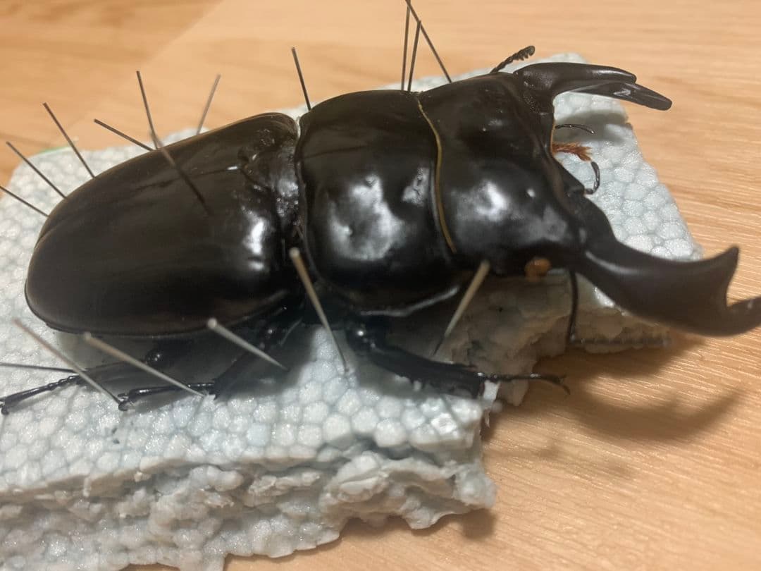 超大型アンタエウスオオクワガタ90.3mm ガントク 標本 死虫