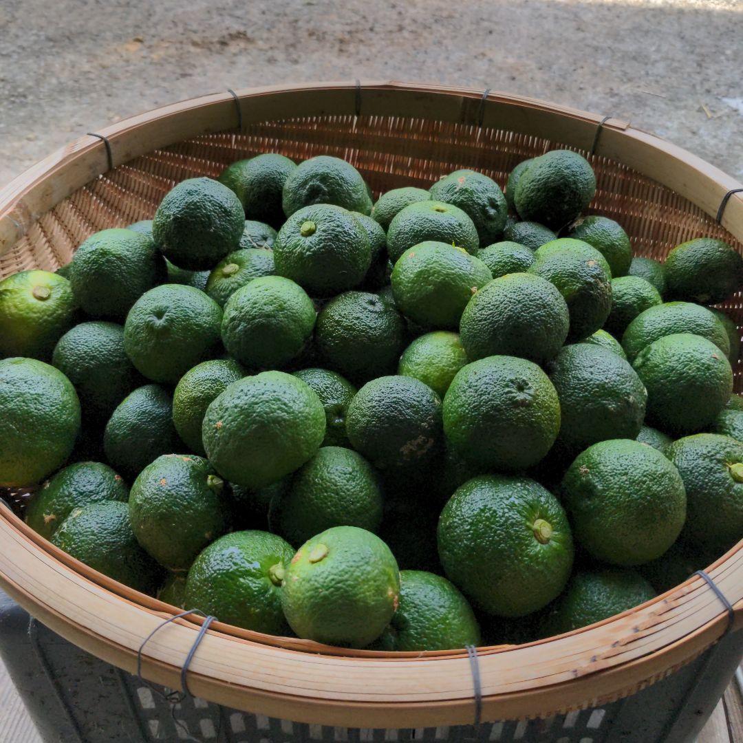 今だけ青柚子１５kg。ゆず胡椒、うどん、そば、刺身、酒、焼酎に！