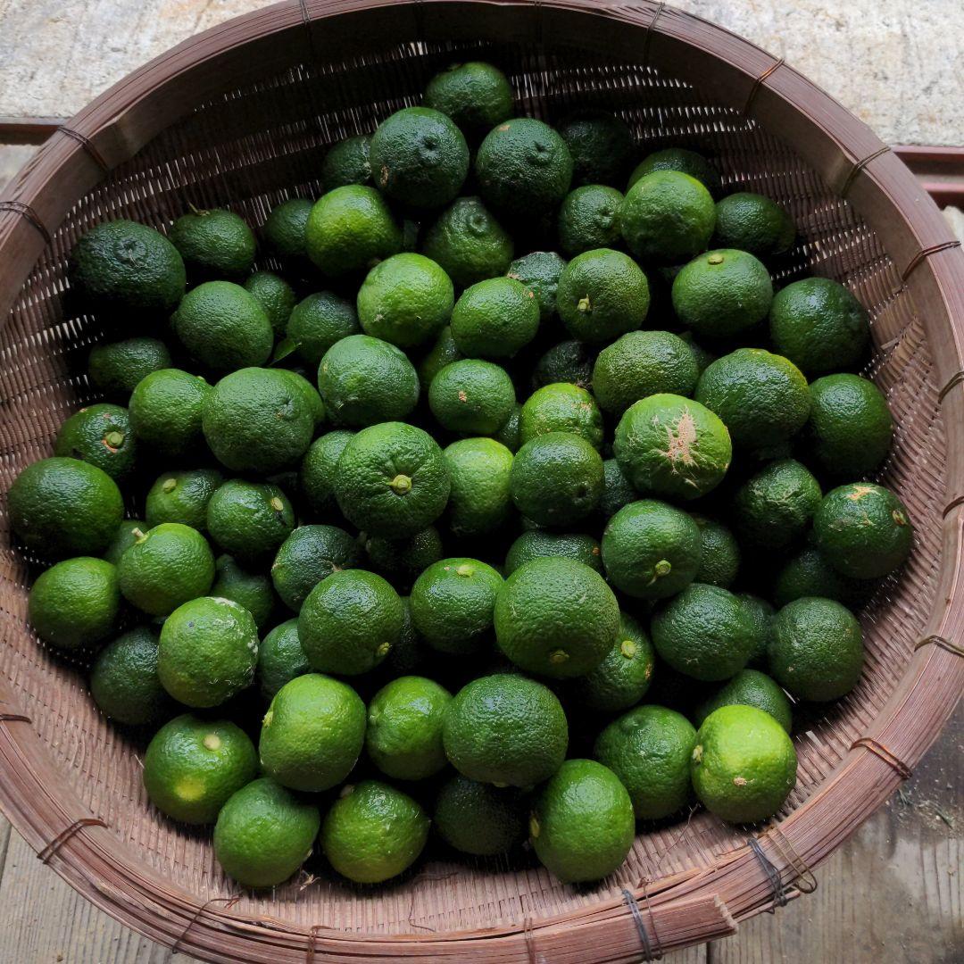 今だけ青柚子１５kg。ゆず胡椒、うどん、そば、刺身、酒、焼酎に！