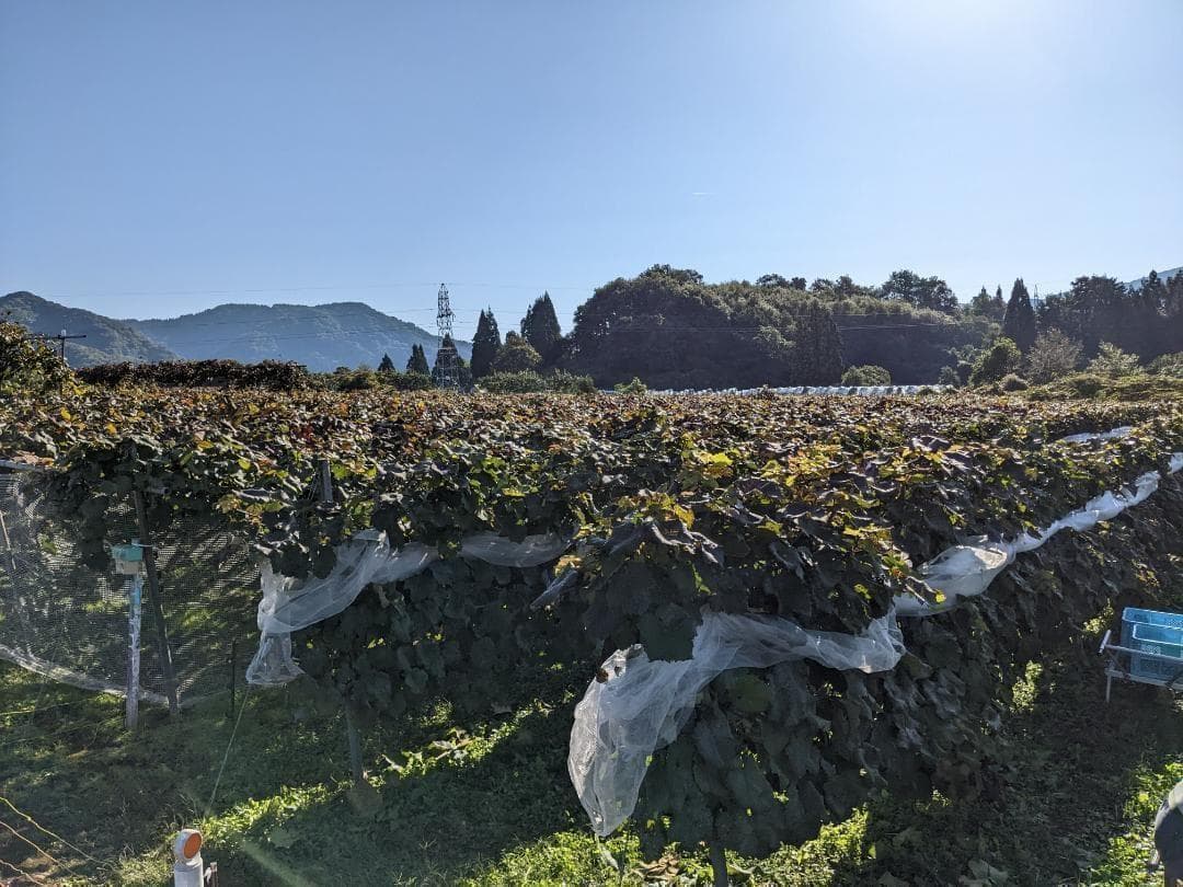山ぶどう １５kg　山形県月山山麓産①