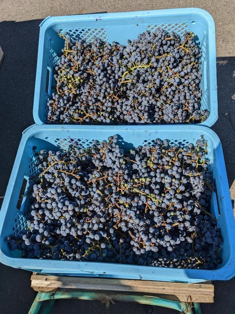 山ぶどう １５kg　山形県月山山麓産①