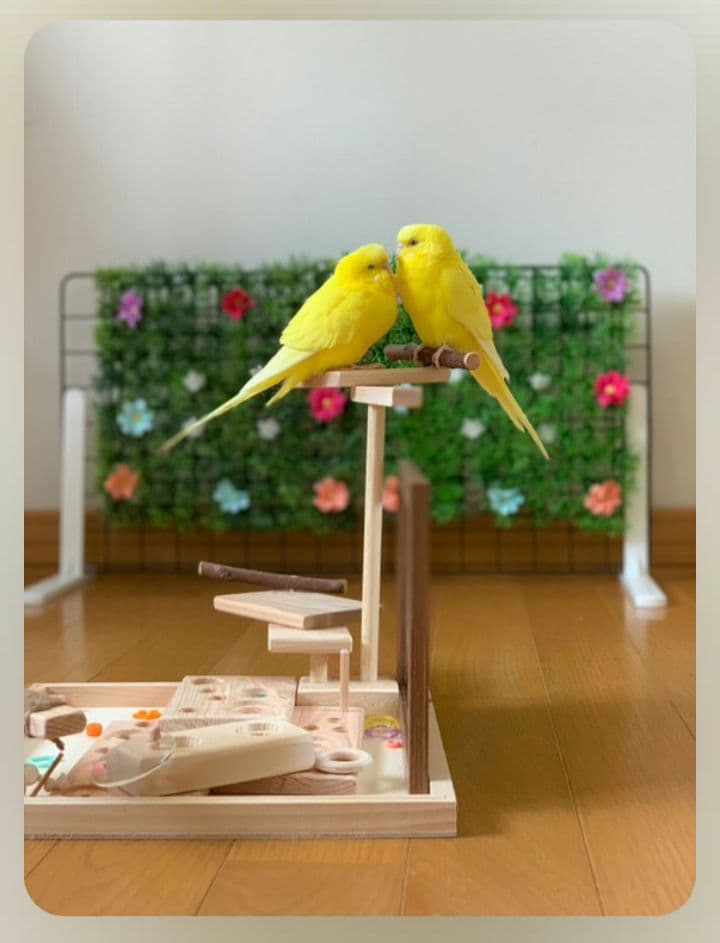 100⭐　バードアスレチック　ミラーとフォージングトイセット　⭐バードトイ