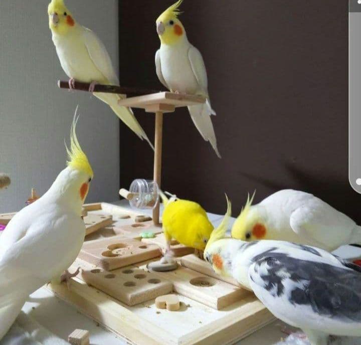 100⭐　バードアスレチック　ミラーとフォージングトイセット　⭐バードトイ