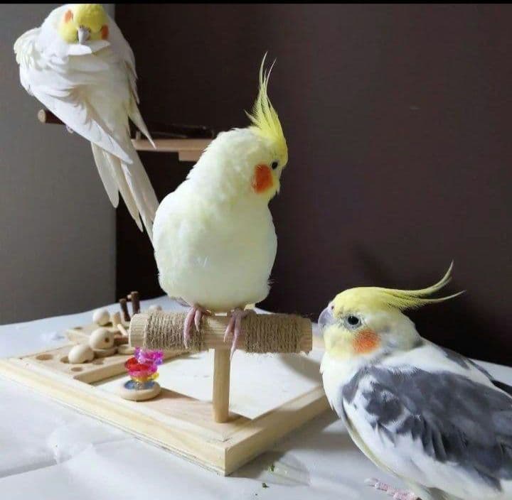 100⭐　バードアスレチック　ミラーとフォージングトイセット　⭐バードトイ