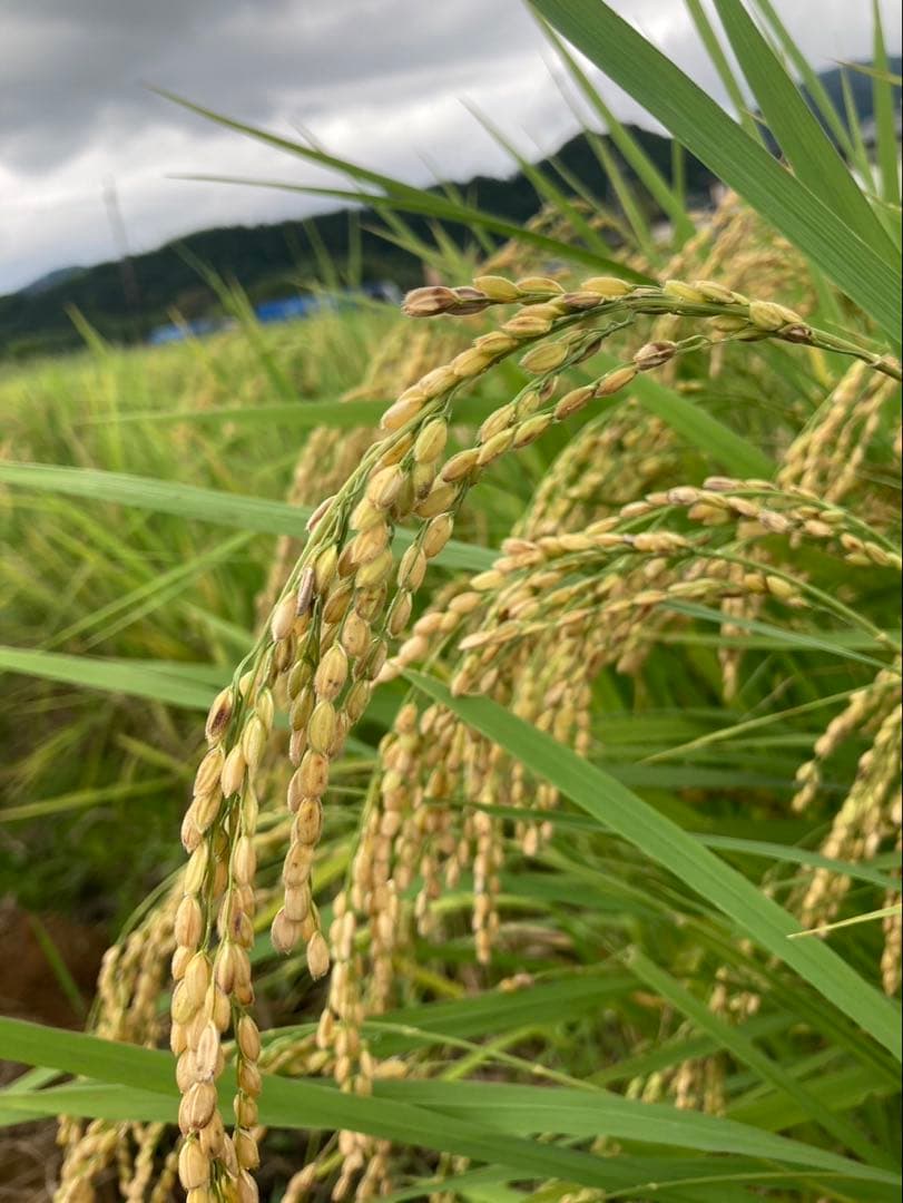 【お茶×◯◯】体に優しいノンカフェイン 国産あずき玄米茶(4g×20個)