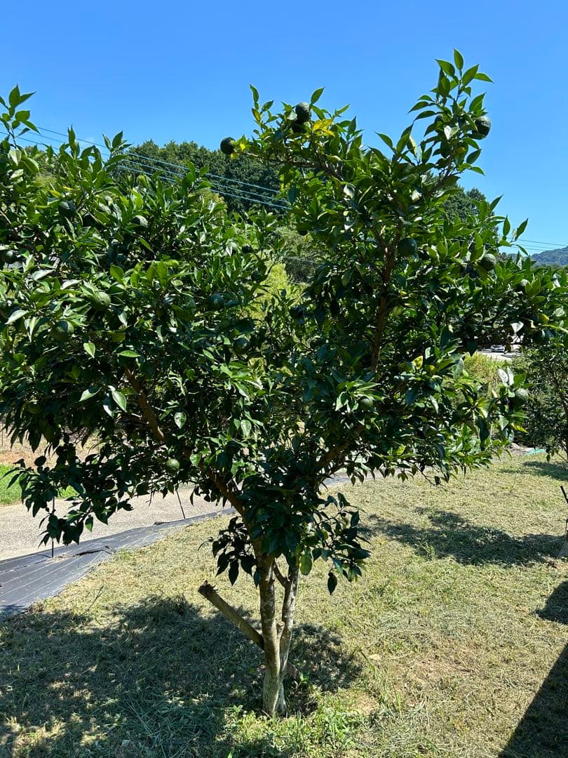 とりたて青柚子 16kg ALBAさん専用