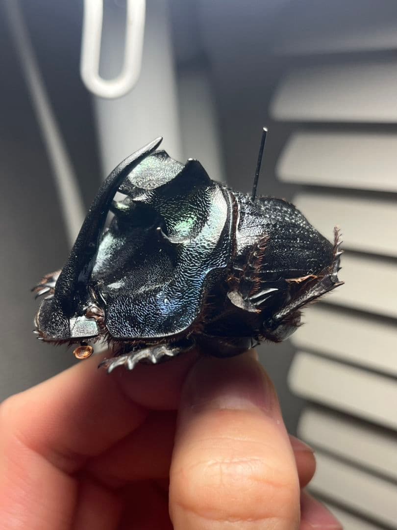 【54mm♂】エンシフェールオオニジダイコクコガネ エンシフェル昆虫標本糞虫甲虫