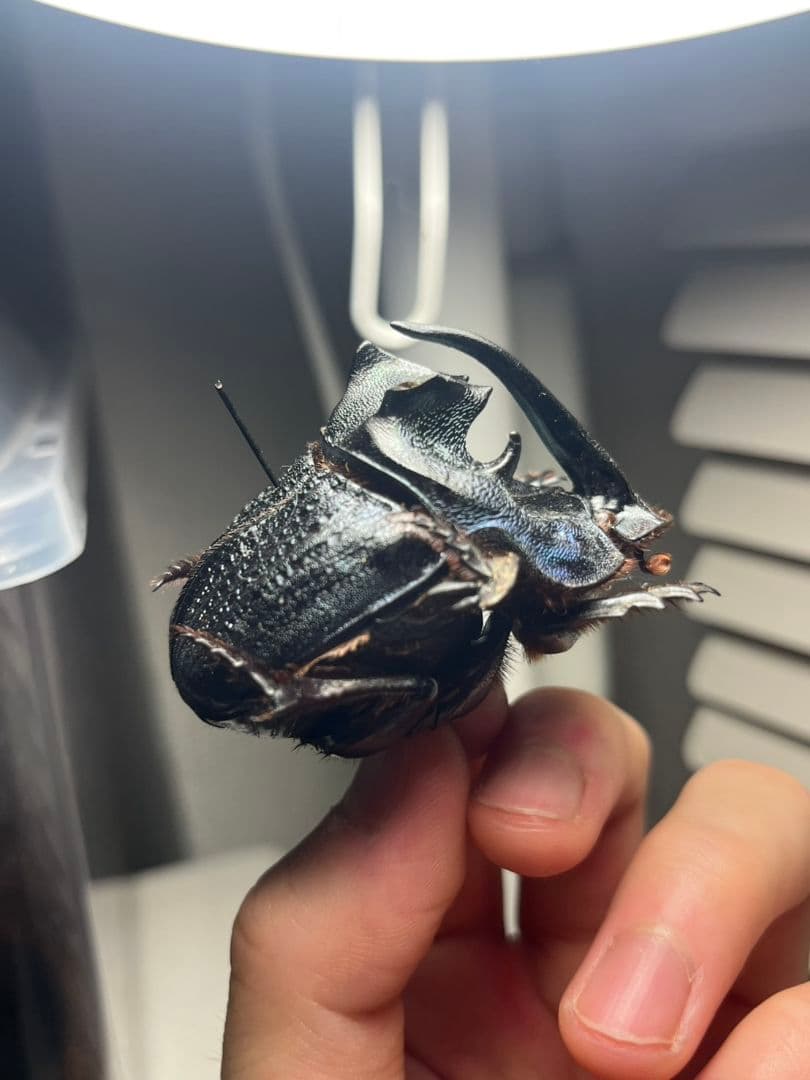 【54mm♂】エンシフェールオオニジダイコクコガネ エンシフェル昆虫標本糞虫甲虫