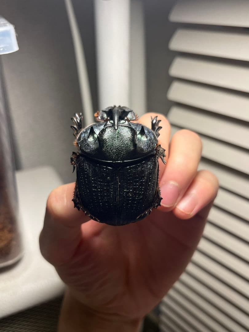 【54mm♂】エンシフェールオオニジダイコクコガネ エンシフェル昆虫標本糞虫甲虫