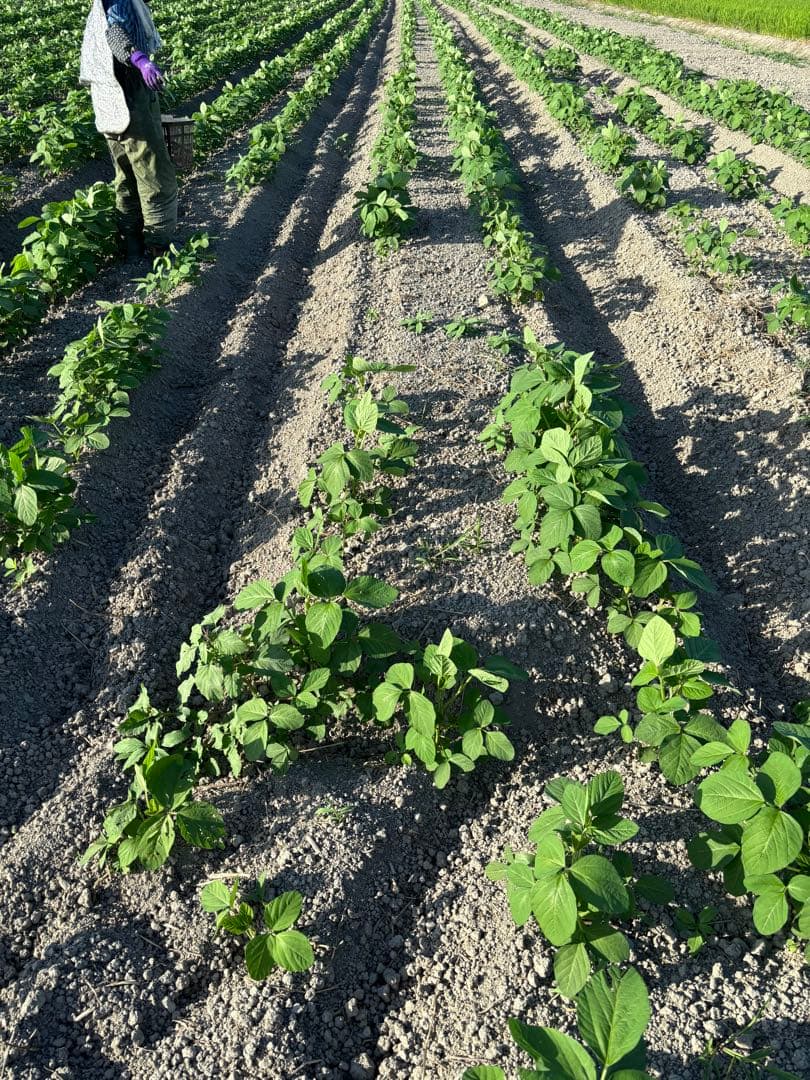 【 ニャンゴローさま専用 】 仕込味噌 5kg×2