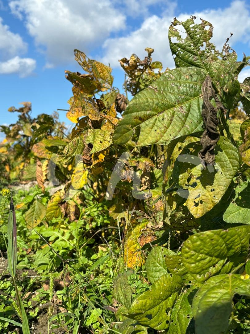 【 ニャンゴローさま専用 】 仕込味噌 5kg×2