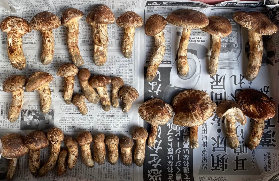 岩手県産松茸10/13日朝収穫 蕾、開きセット（総重量約1.1kg）