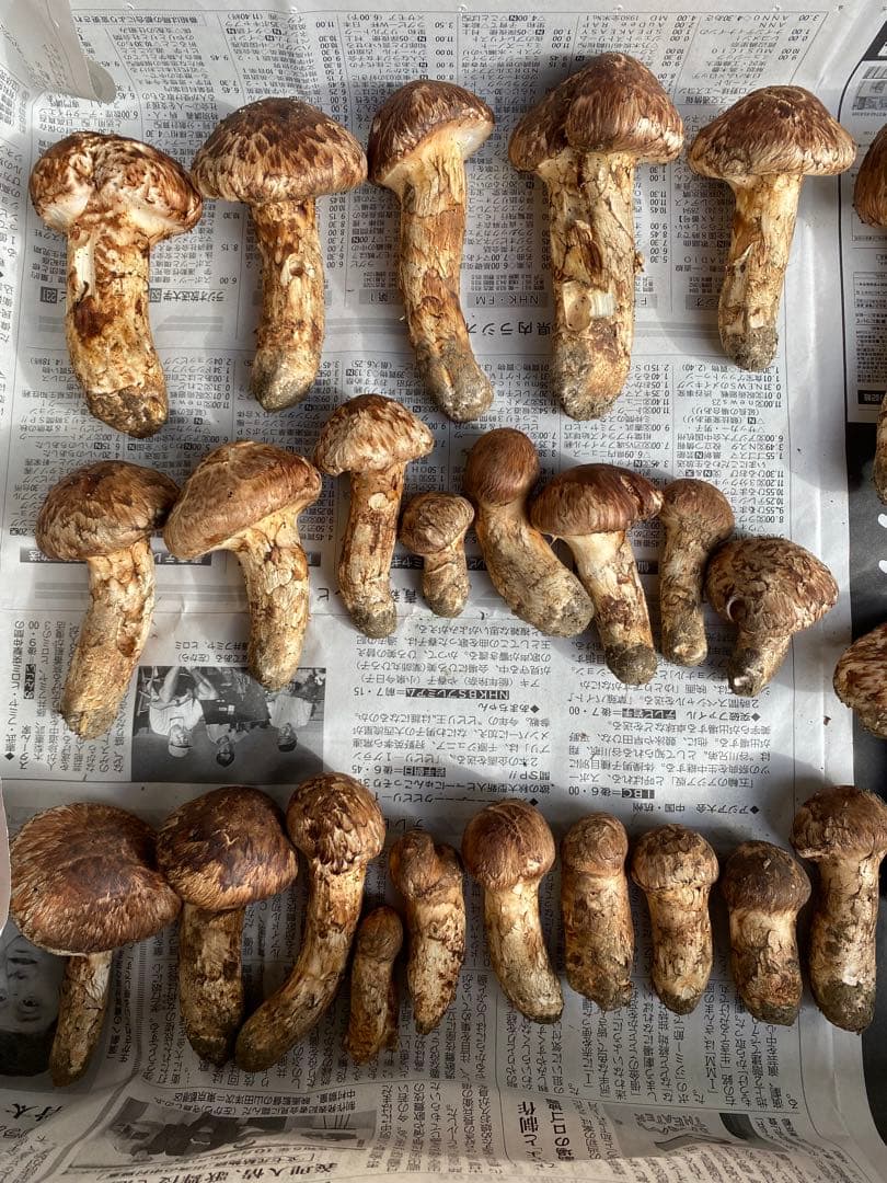 岩手県産松茸10/13日朝収穫 蕾、開きセット（総重量約1.1kg）