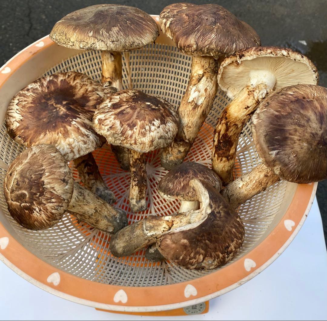 岩手県産松茸10/13日朝収穫 蕾、開きセット（総重量約1.1kg）