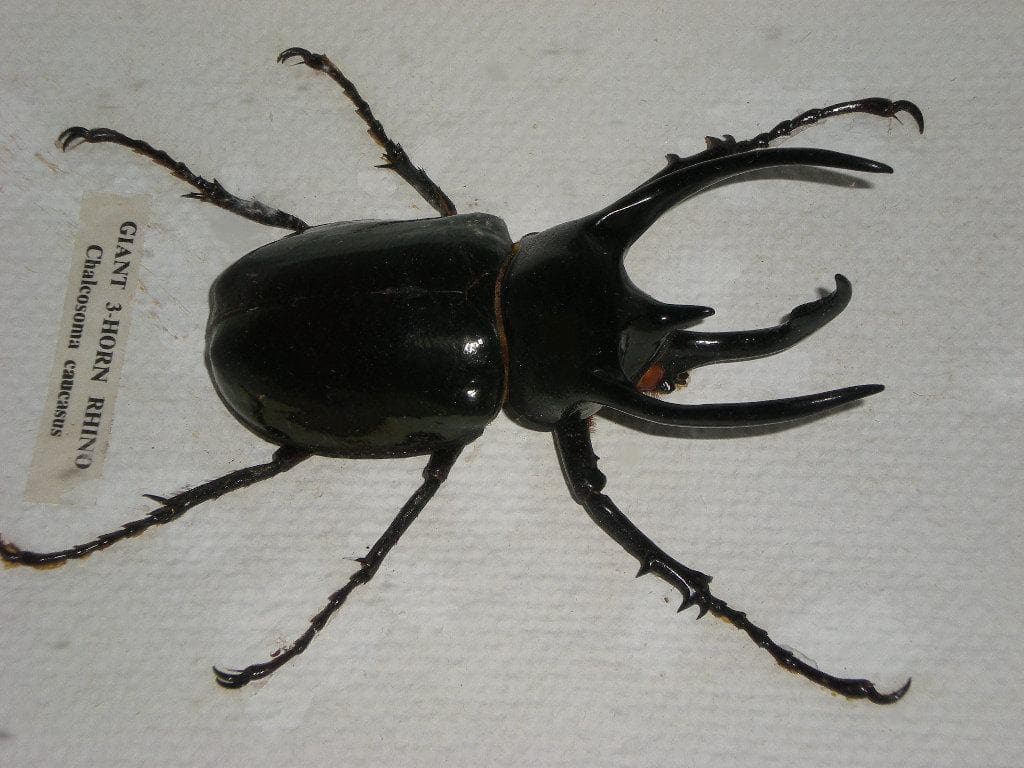 コオカサスオオカブトムシ標本　GIANT 3HORN RHINO