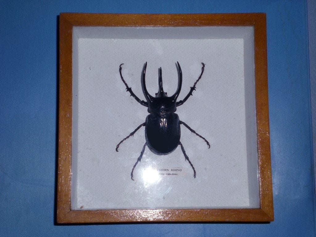 コオカサスオオカブトムシ標本　GIANT 3HORN RHINO