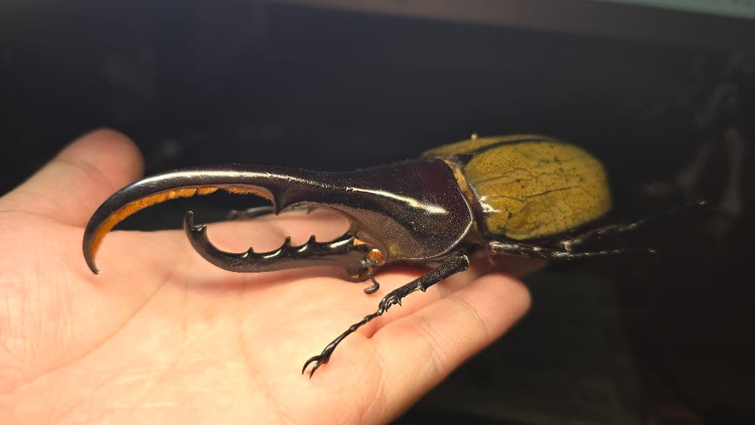 野外品ヘラクレスヘラクレス