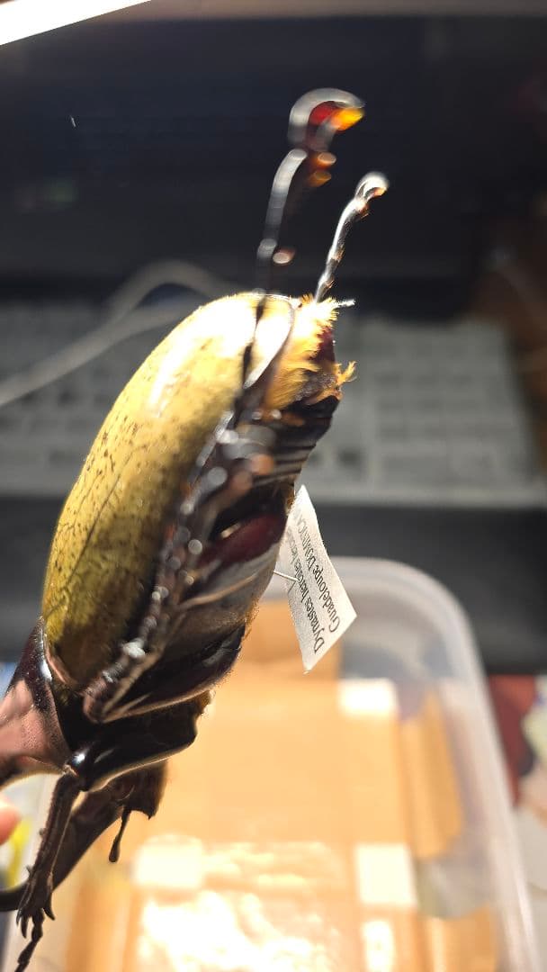 野外品ヘラクレスヘラクレス