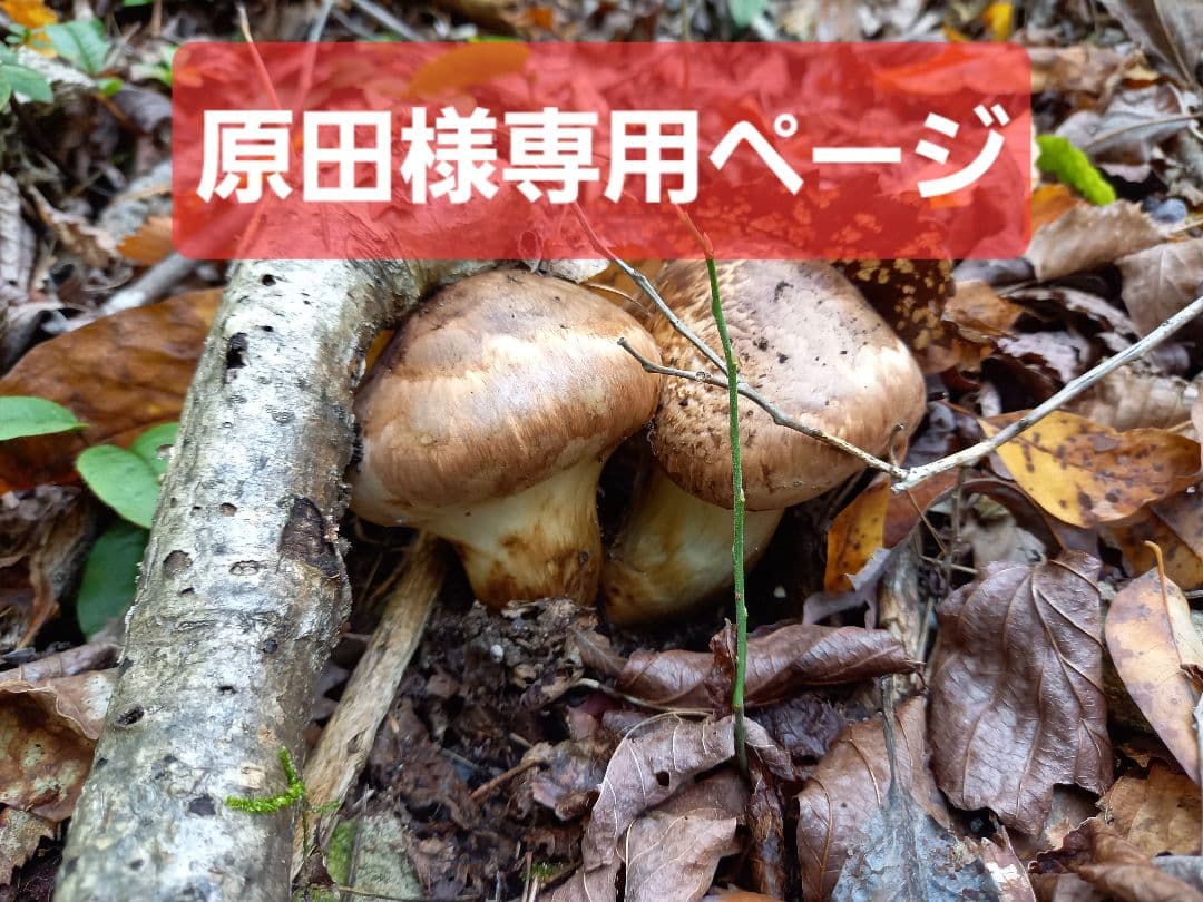 原田ページ　山形県産松茸