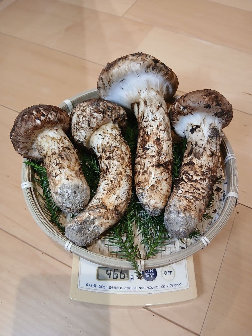 原田ページ　山形県産松茸