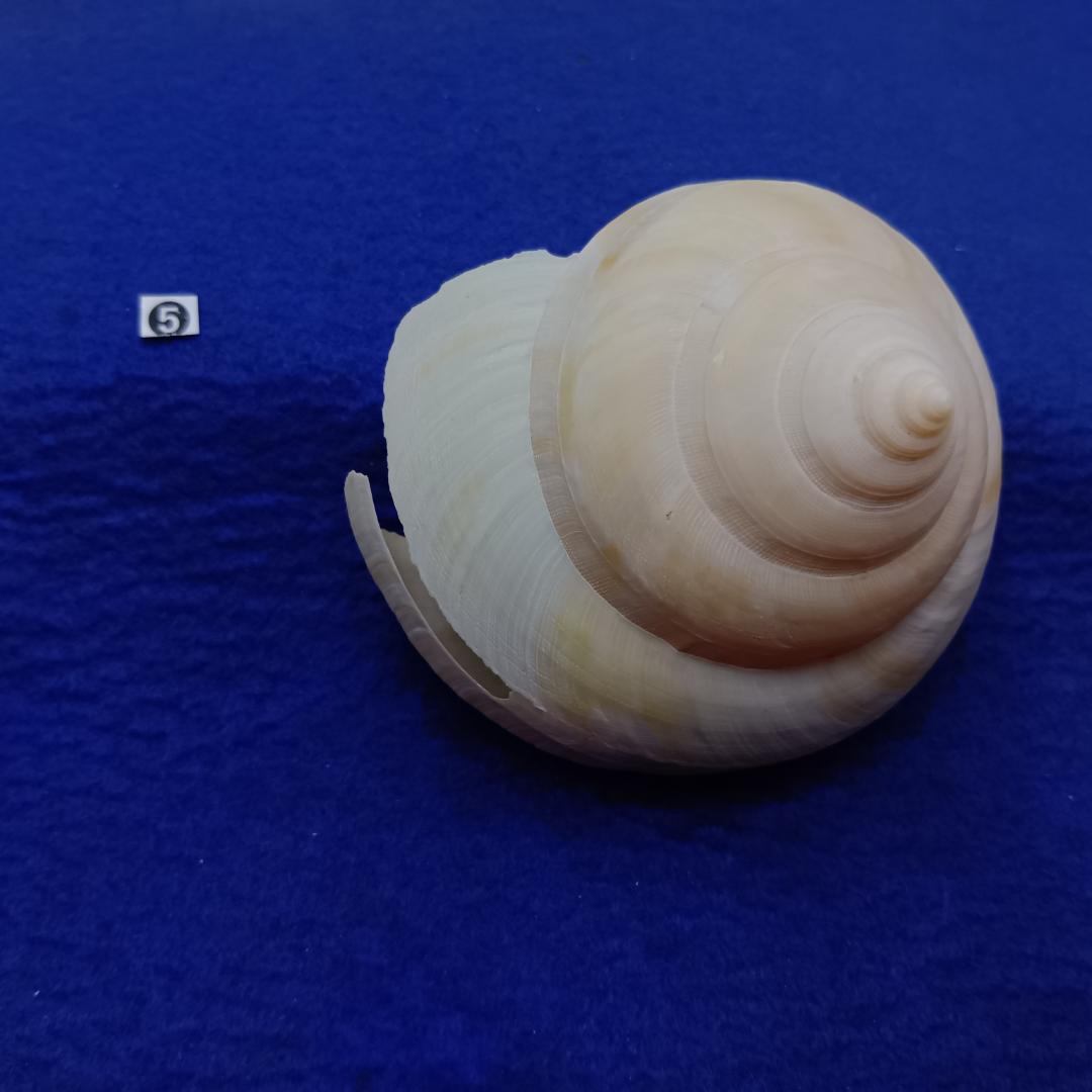 ❺-1貝標本ミナミノオキナエビス（蓋付）