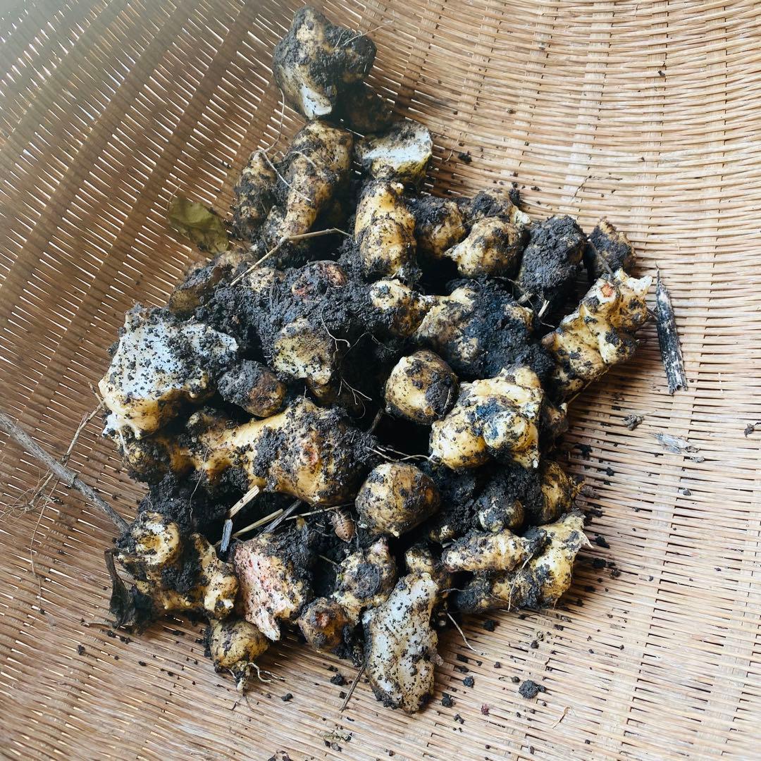 【訳あり】ほりたて菊芋　みかん箱3箱分相当詰めます！30キロ目安　常温発送