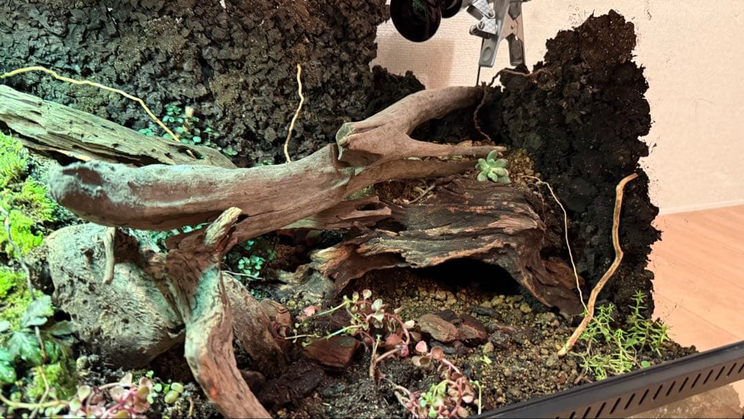 ビバリウム、テラリウム