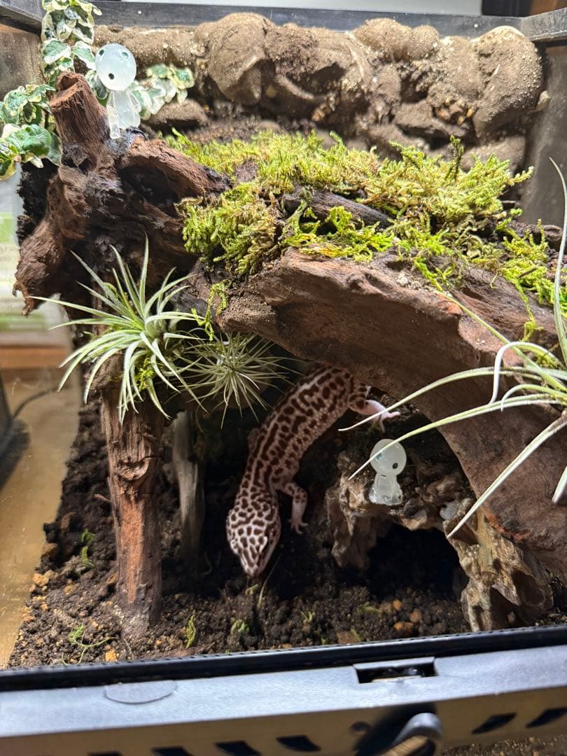 ビバリウム、テラリウム