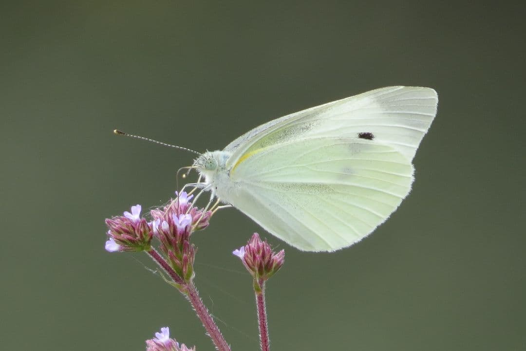 今年もアオバズク来る❢ 2024.6.2